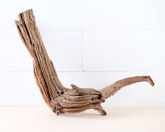 Manzanita 19" Driftwood Root