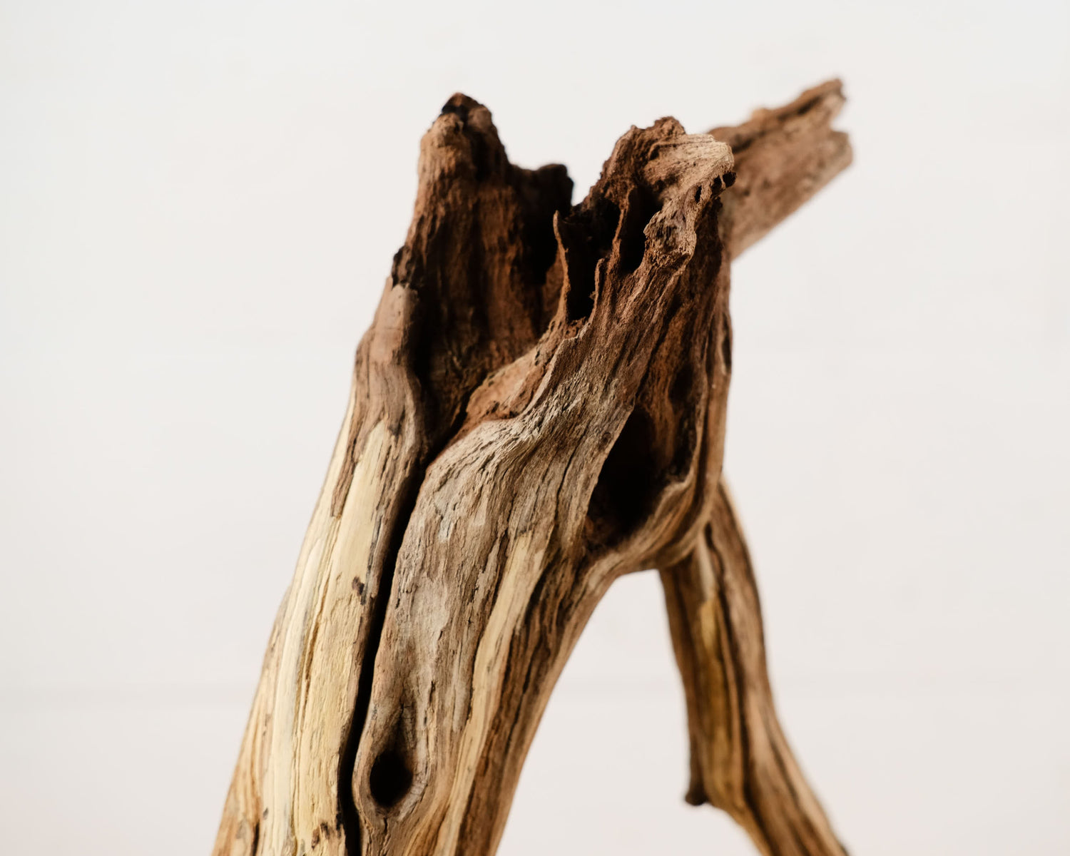 Manzanita 15" Driftwood Root