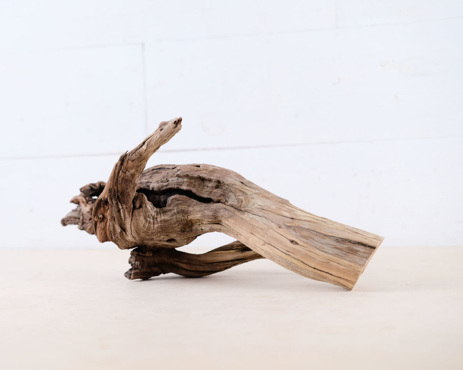 Manzanita 13" Driftwood Root, Natural Aquarium Wood, Aquascape Branch, Shrimp Tank Decor