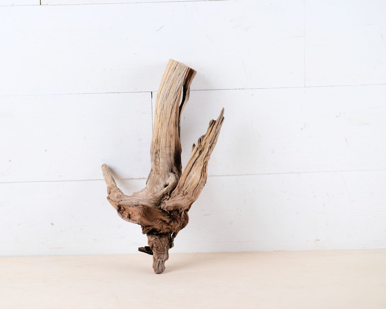 Manzanita 13" Driftwood Root, Natural Aquarium Wood, Aquascape Branch, Shrimp Tank Decor