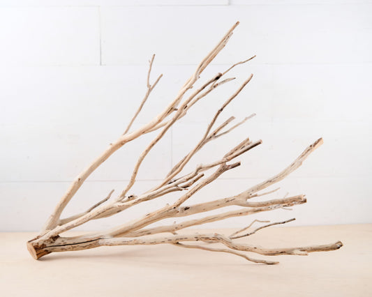 Manzanita 25" Branch, Aquarium Driftwood, Aquascape Centerpiece, Natural Fish Tank Decor, Terrarium Branch