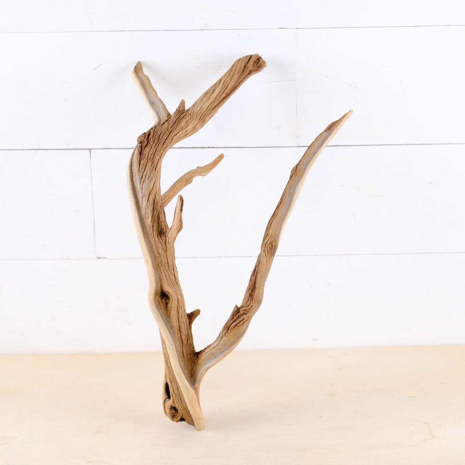 Manzanita 16" Branch, Large Aquascape Driftwood, Aquarium Wood Centerpiece, Natural Fish Tank Decor, Reptile Vivarium Branch