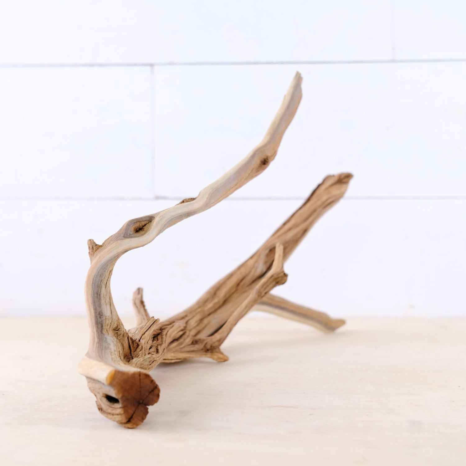 Manzanita 16" Branch, Large Aquascape Driftwood, Aquarium Wood Centerpiece, Natural Fish Tank Decor, Reptile Vivarium Branch