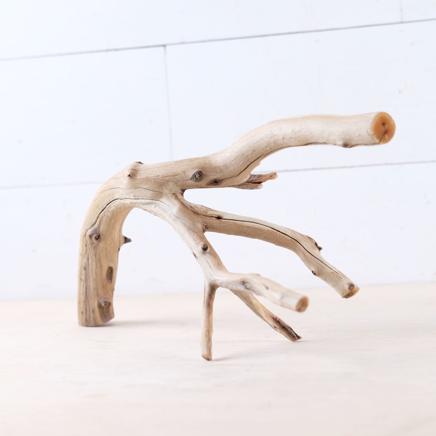 Manzanita 13" Branch, Aquascape Driftwood, Aquarium Wood Centerpiece, Natural Fish Tank Decor, Small Vivarium Branch