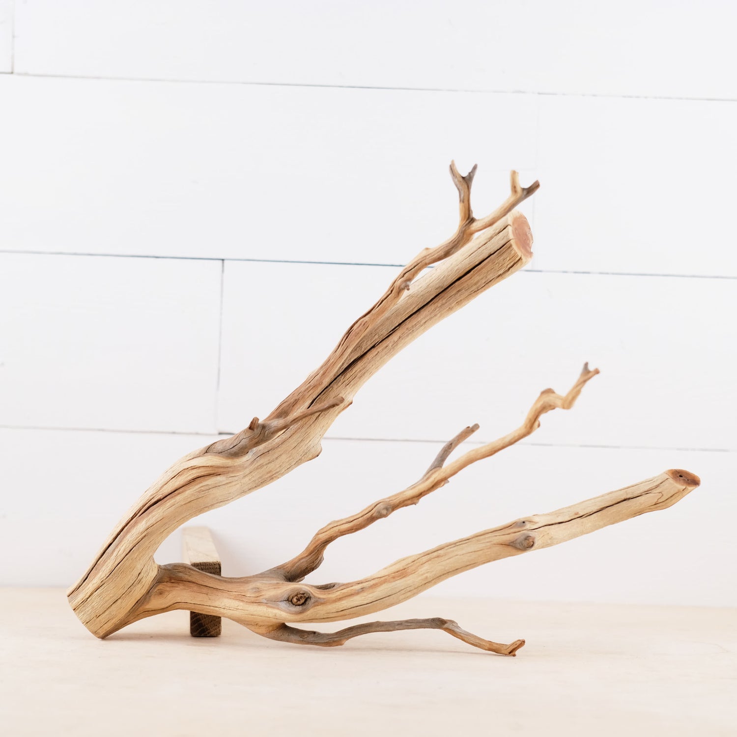 Manzanita 15" Branch, Aquascape Driftwood, Aquarium Wood Centerpiece, Natural Fish Tank Decor, Reptile Terrarium Climb