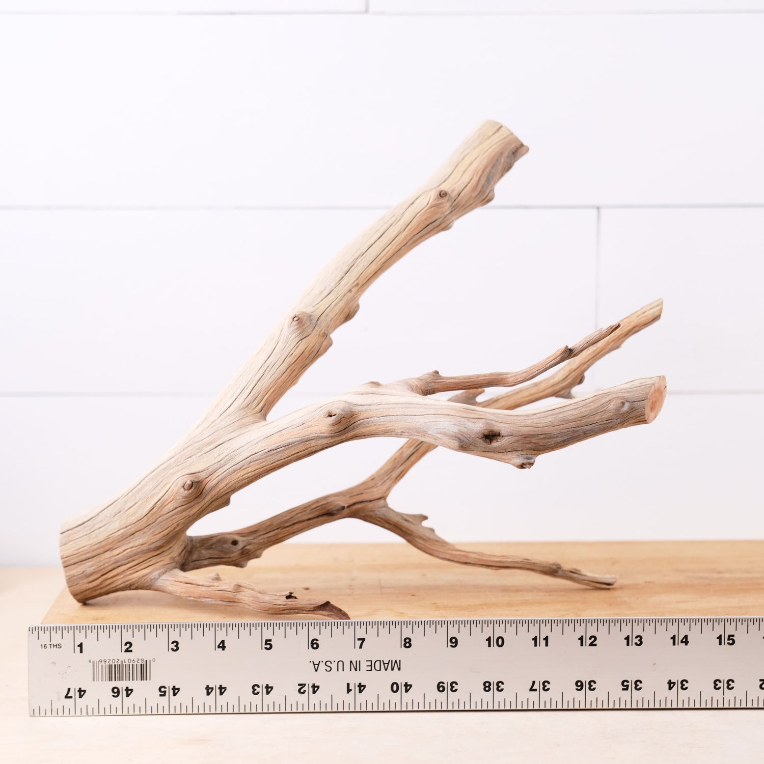 Manzanita 13" Branch, Aquascape Driftwood, Aquarium Wood Centerpiece, Natural Fish Tank Decor, Small Reptile Terrarium Climb
