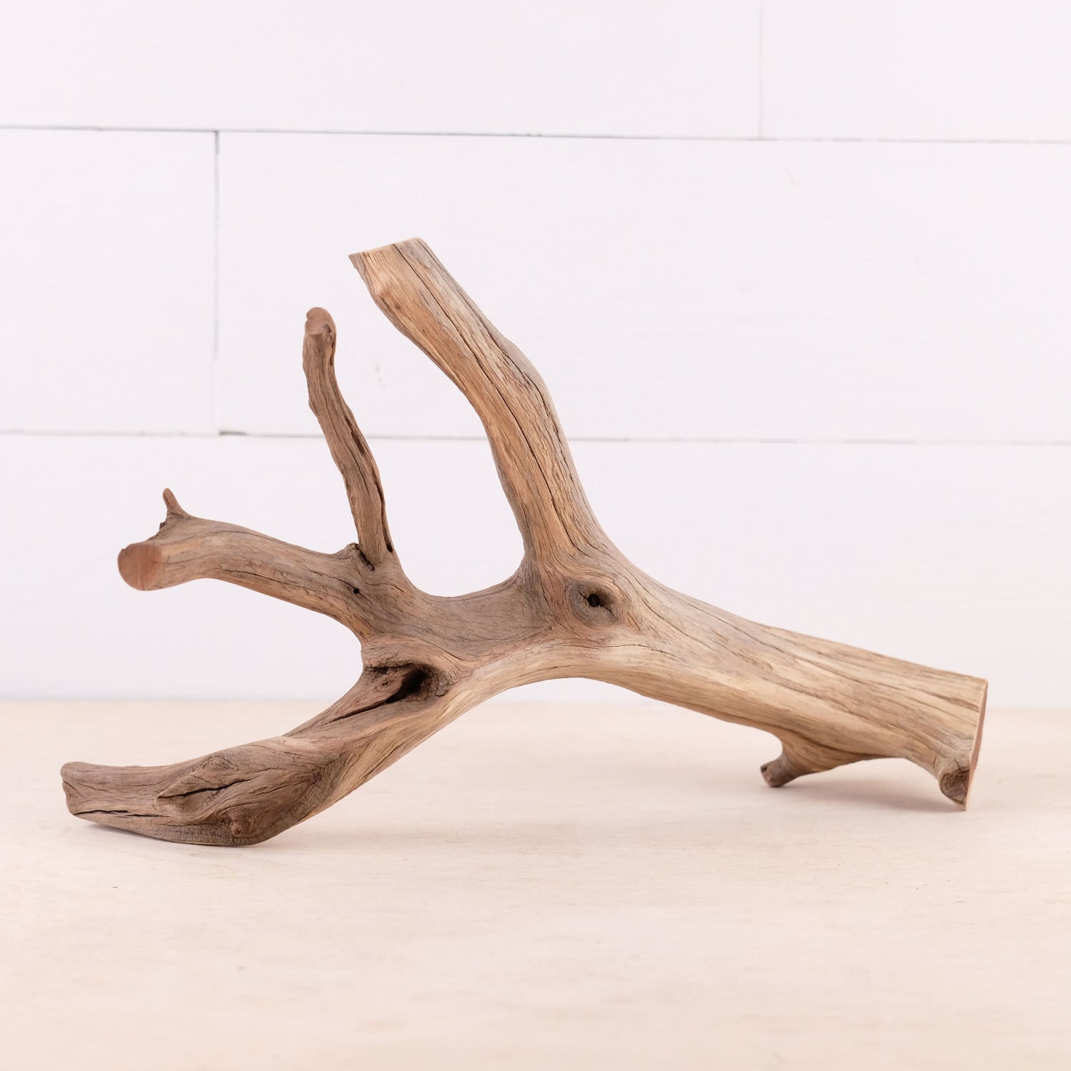 Manzanita 14" Driftwood, Aquarium Aquascape Branch, Natural Fish Tank Decor, Betta Branch, Terrarium Climb
