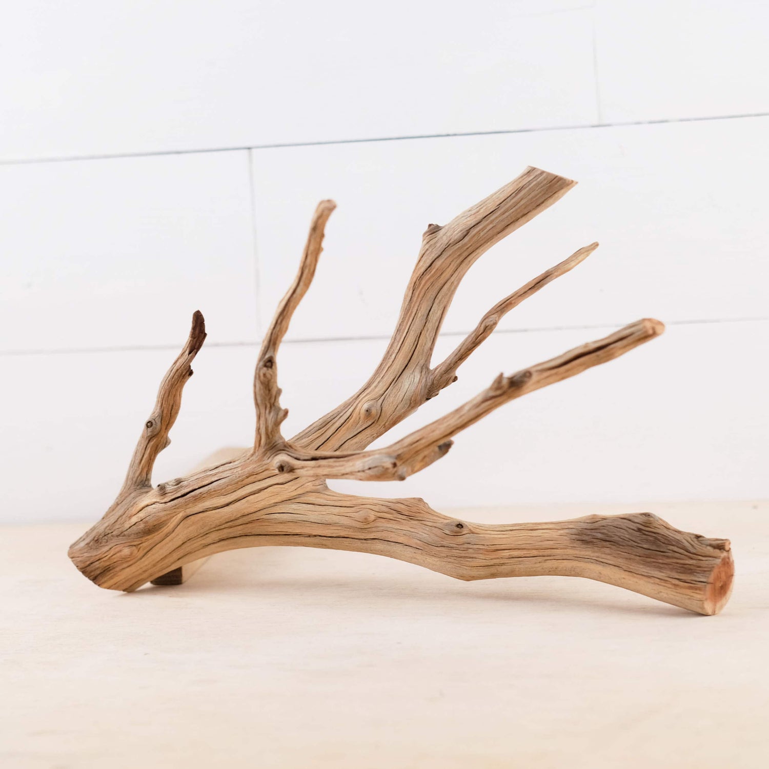 Manzanita 13" Branch, Aquascape Driftwood, Aquarium Wood Centerpiece, Natural Fish Tank Decor, Small Reptile Terrarium Climb