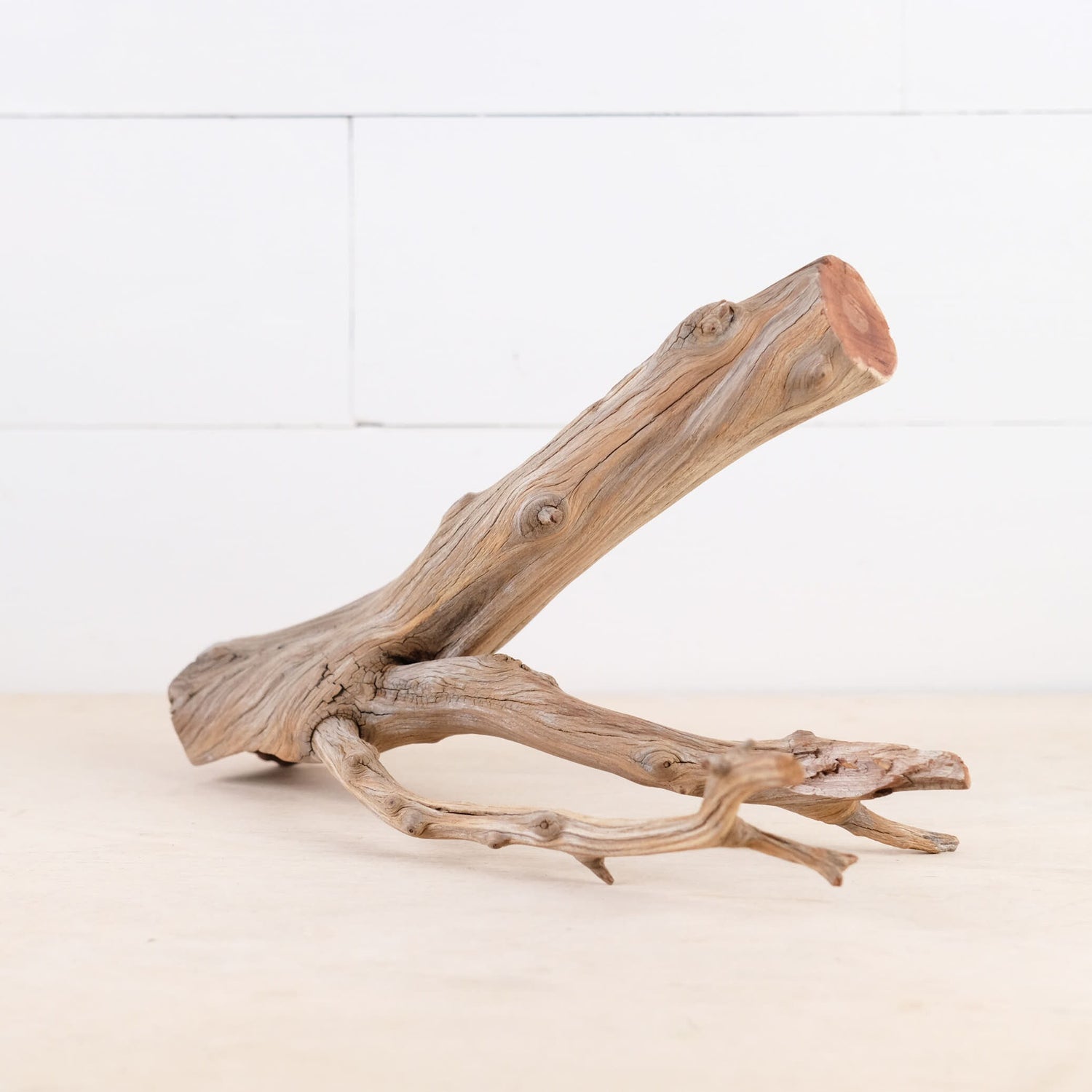 Manzanita 12" Driftwood Branch, Natural Aquarium Wood, Small Aquascape Feature, Fish Tank Decor, Reptile Enrichment