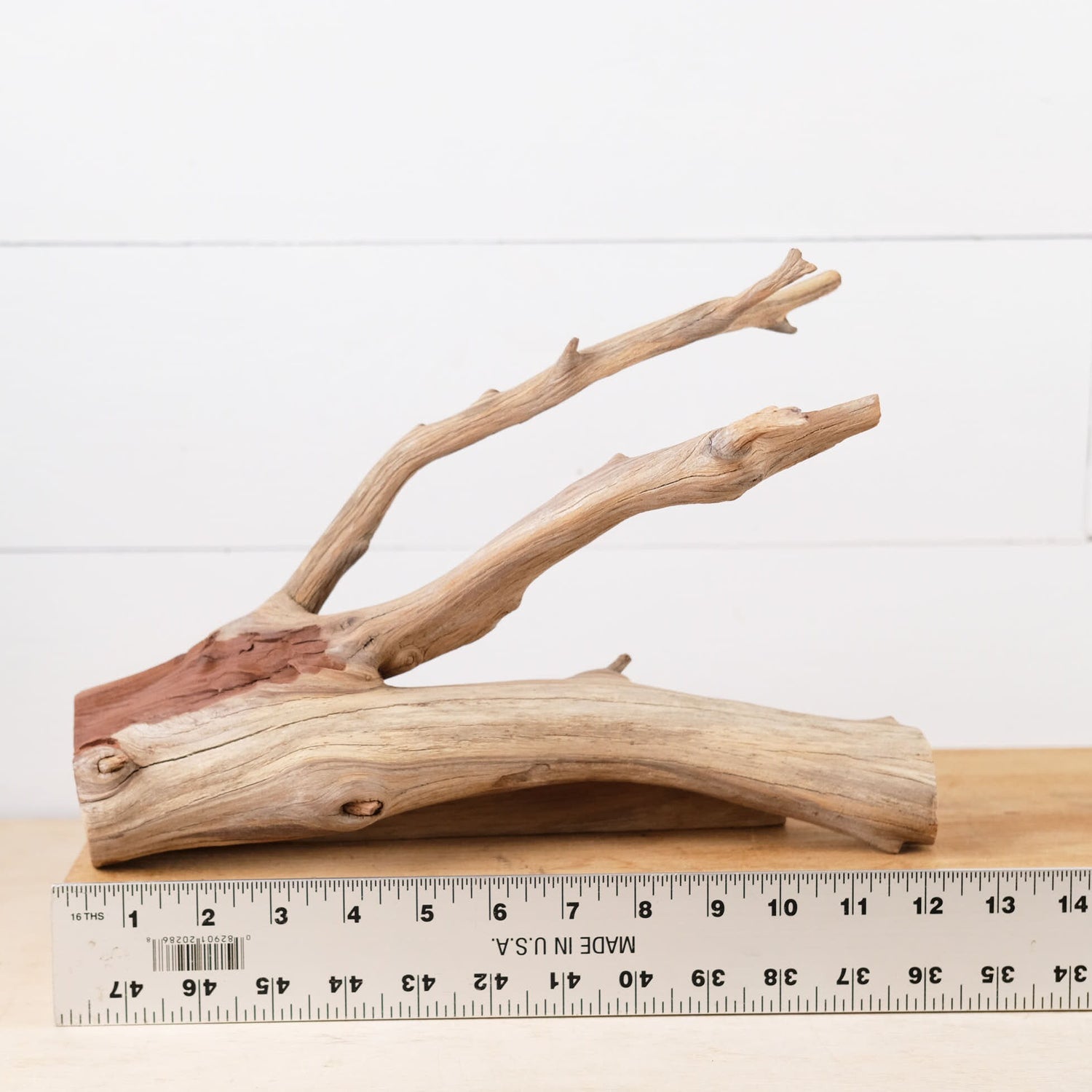Manzanita 12" Driftwood Branch, Natural Aquarium Wood, Small Aquascape Feature, Fish Tank Decor, Reptile Enrichment