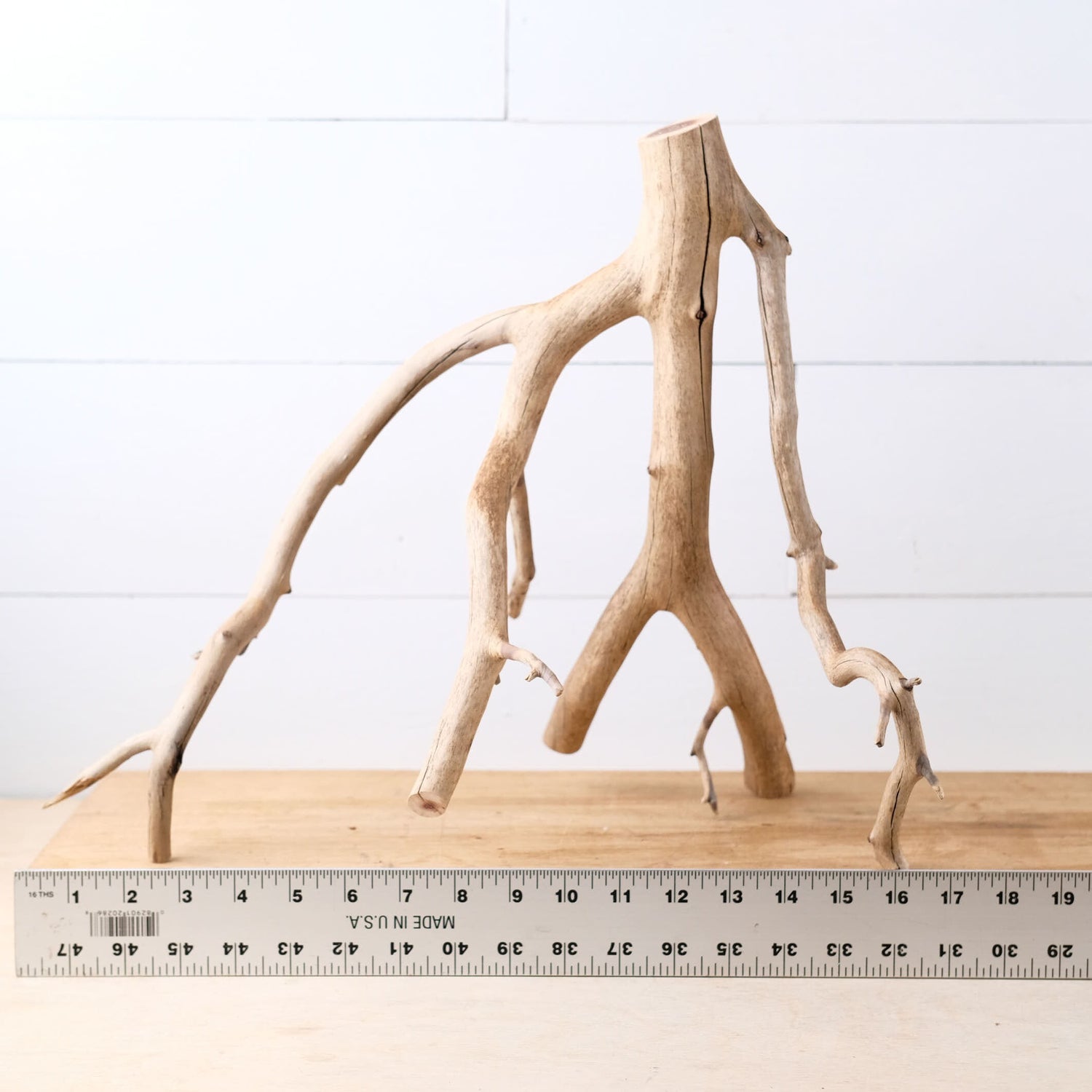 Manzanita 17" Branch, Aquascape Driftwood, Aquarium Wood, Natural Fish Tank Decor, Small Reptile Vivarium Branch