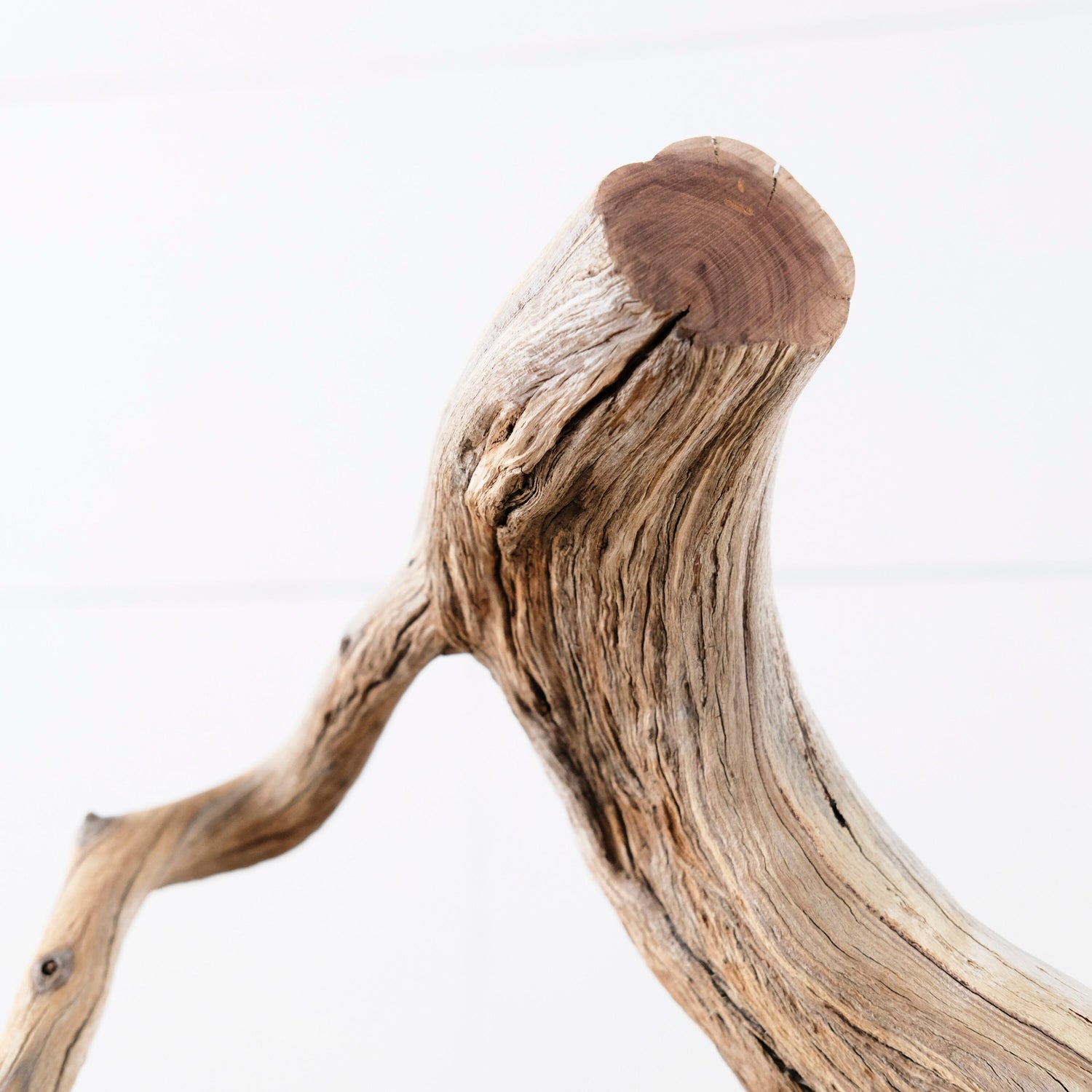 Manzanita 14" Branch, Aquascape Driftwood, Aquarium Wood Centerpiece, Natural Fish Tank Decor, Reptile Terrarium Branch